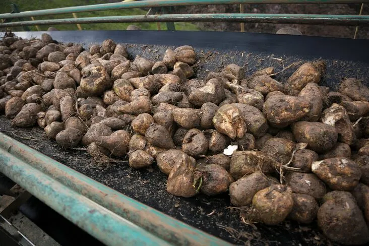 Basée sur les données de 9000 exploitations agricoles, cette plateforme accompagne les agriculteurs dans la culture des betteraves