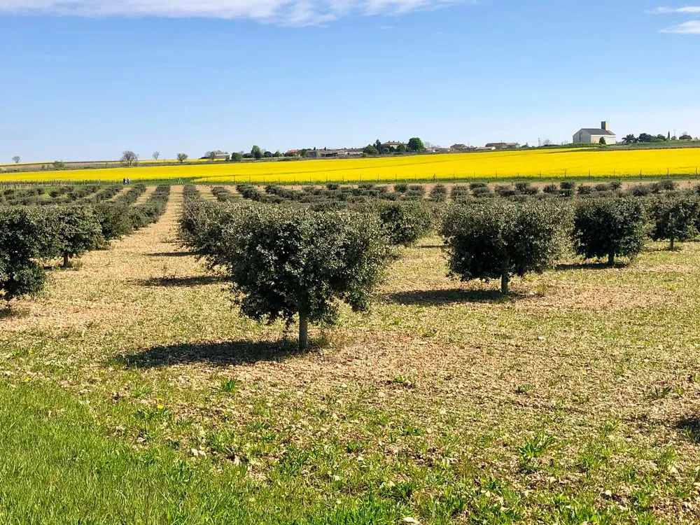 Alphatech Agriculture and Agri-Truffe Join Forces to Lead European Truffle Plant Market