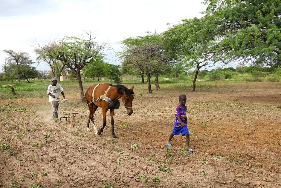Un agriculteur et un enfant travaillant dans un champ rural avec une charrue à chevaux à Kaolack, Sénégal.