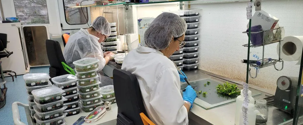 Vitropic: 40 años de innovación al servicio de la agricultura tropical