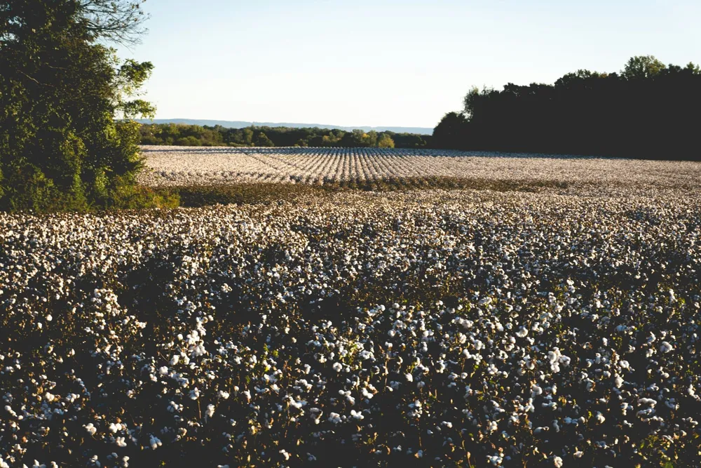 Why Major Crops Remain the Driving Force Behind Agricultural Input Innovation