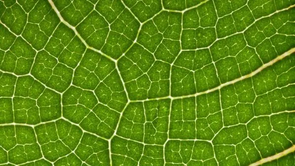 Bioestimulantes: un mercado impulsado por la innovación continua y aplicaciones específicas