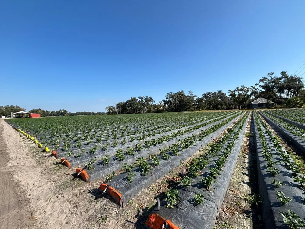 Optimización del fósforo y estrés climático: Agricells lanza sus biostimulantes en EE. UU.