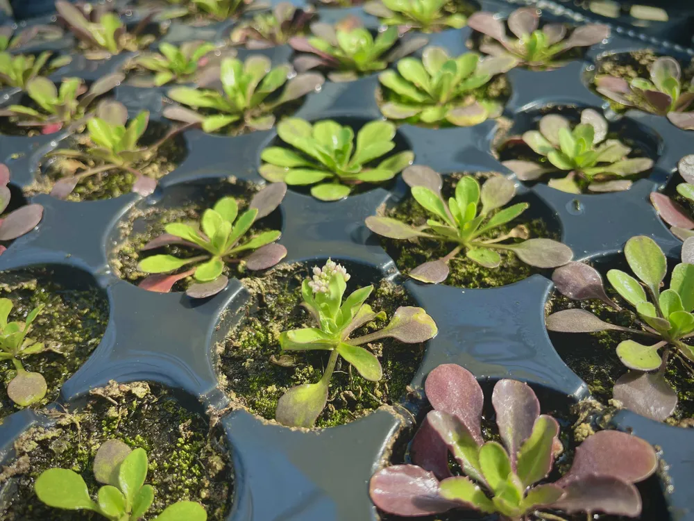 Plantules de Noccaea, efficaces pour la phytoextraction du cadmium, produites dans la pépinière de la société française Econick. Crédit photo : Econick.