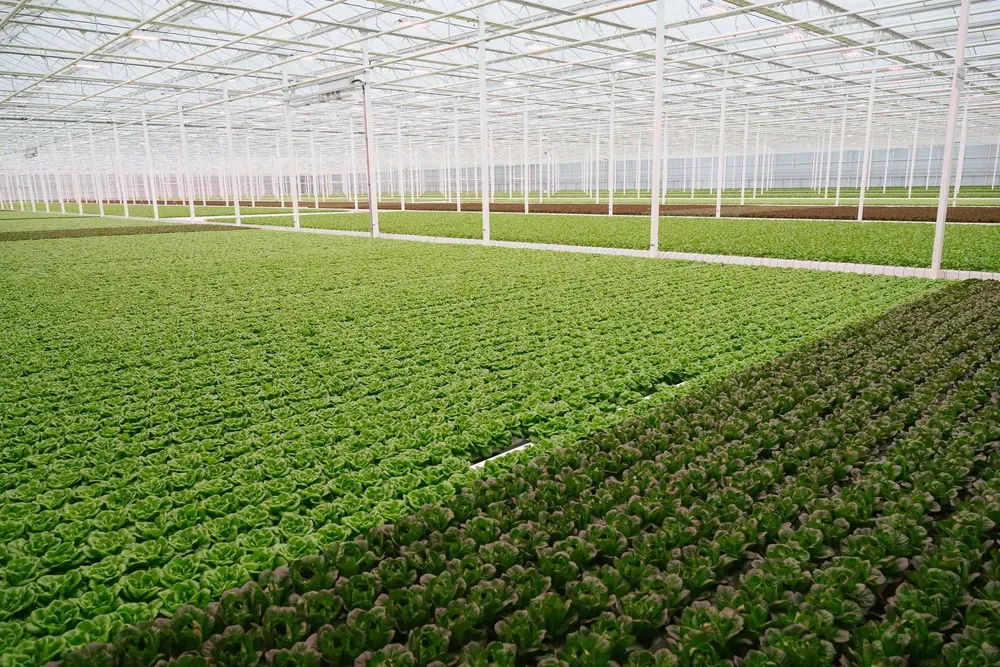 High-Tech Greenhouses: Taylor Farms Acquires Unit Producing 2,700 Tons of Lettuce Annually