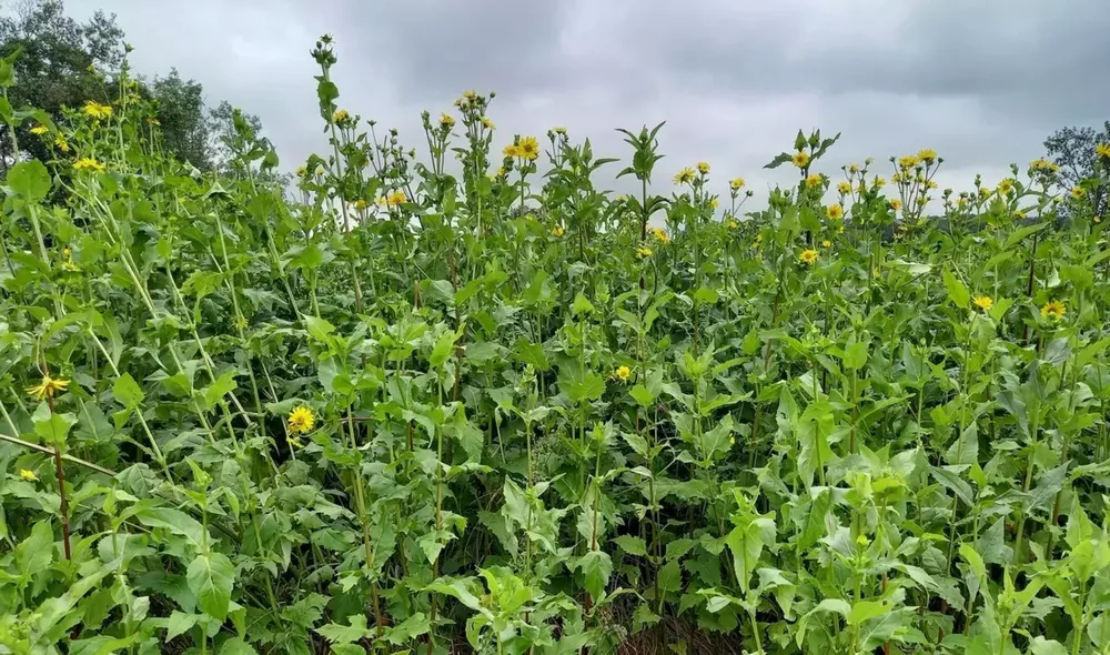 La Silfio Perfoliada: Una Revolución para la Agricultura