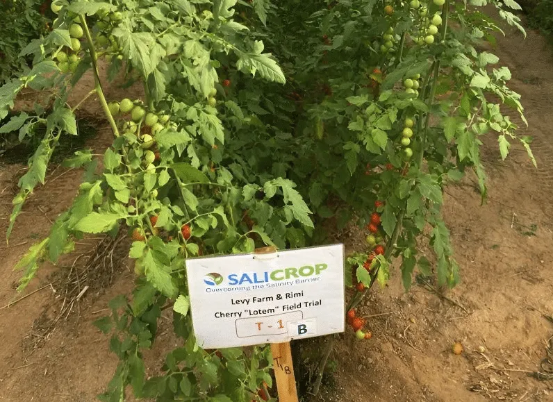 Mercy Corps Ventures and Salicrop: A Pilot Project for Climate-Resilient Tomatoes in Mexico