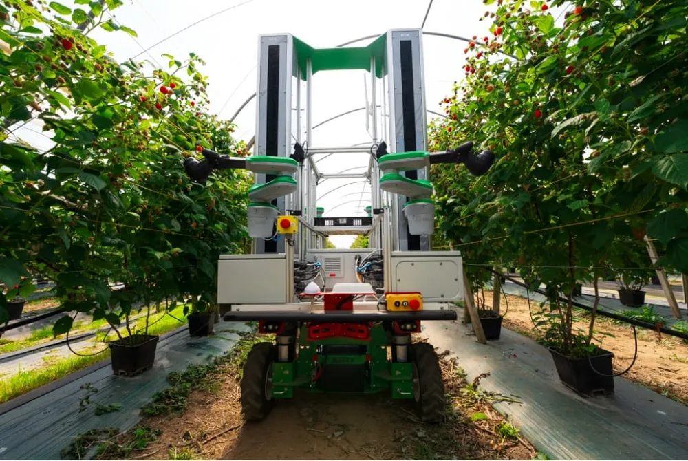£2.5 Million Investment to Industrialize Robotic Berry Harvesting