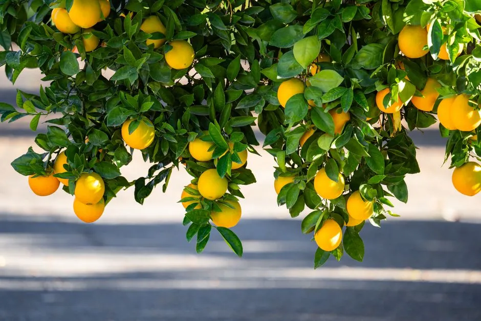 Arbre à citrons vibrant avec des fruits mûrs et des feuilles vertes riches, capturé en plein air à Redlands, CA.