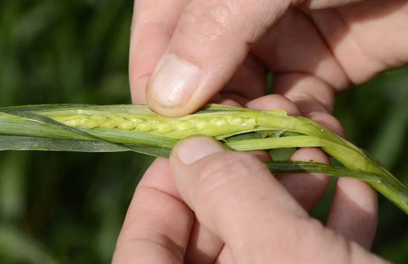 Nitrógeno en Trigo: Hasta un 30% de Absorción Después de la Floración, Un Palanca Clave para la Proteína