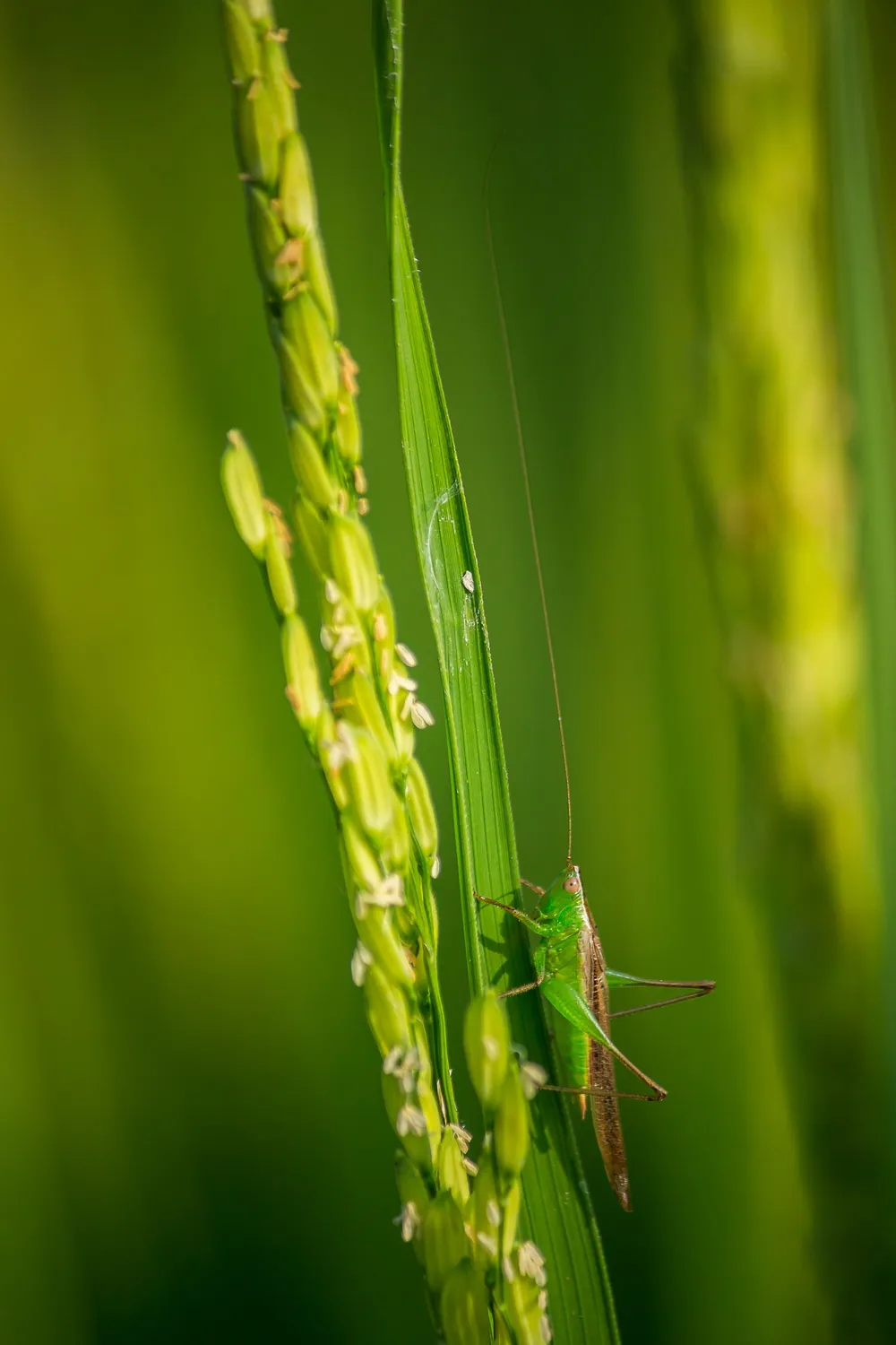China alerta sobre un aumento de plagas y enfermedades del arroz en 2026