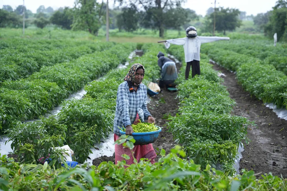 El conflicto en Oriente Medio provoca una caída del 25% en la producción de fertilizantes en India