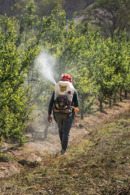 Un agriculteur s'occupant d'un verger à Palpa, au Pérou, utilisant un pulvérisateur à dos pour traiter les arbres.
