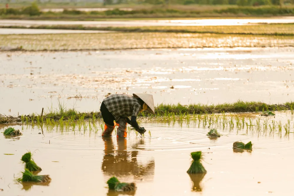 Arroz y Clima: Hacia Variedades Más Resilientes Gracias a la Biología de las Raíces y la Genética
