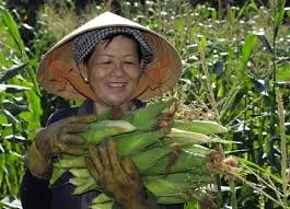 Le Vietnam assouplit sa règlementation sur les OGM par édition génétique