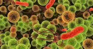Les bactéries Rhizobiaceae pour décontaminer les sols pollués