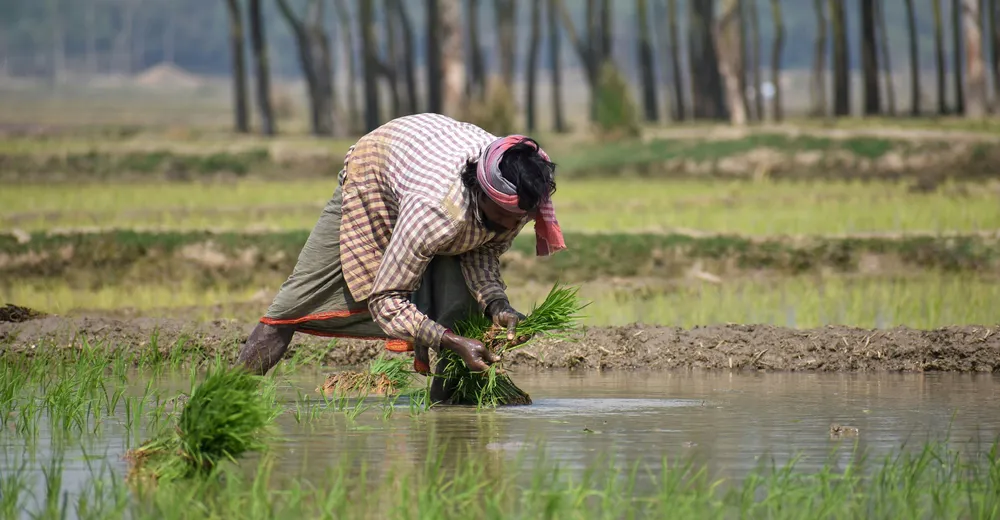 India: Una IA Agrícola Nacional para Apoyar 150 Millones de Explotaciones