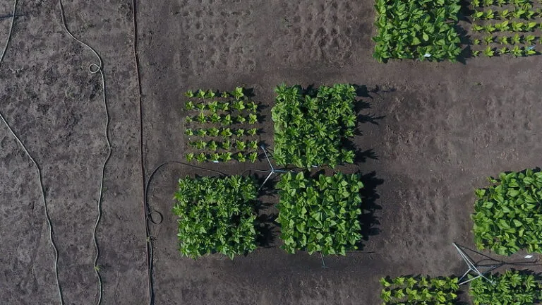Brevets de semillas: ¿un obstáculo para la innovación agrícola?