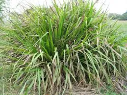 Potentiel de phytostabilisation des espèces natives du biome Pampa face aux métaux lourds