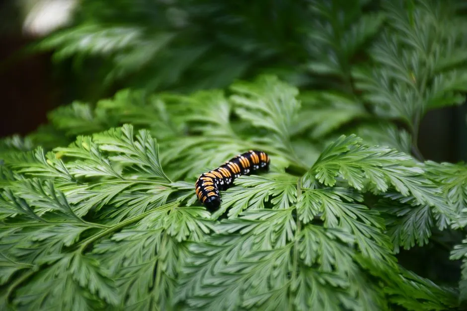 Gros plan d'une chenille monarque aux couleurs vives rampant sur des fougères vertes luxuriantes.