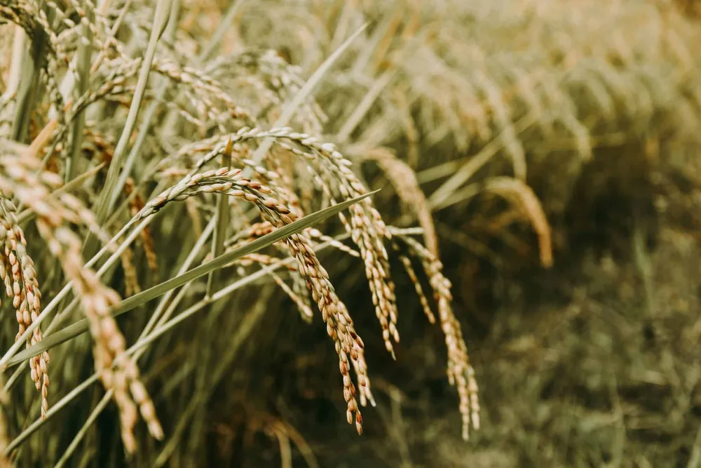 Crop Genetics: A Strategic Shift Towards Wheat and Rice