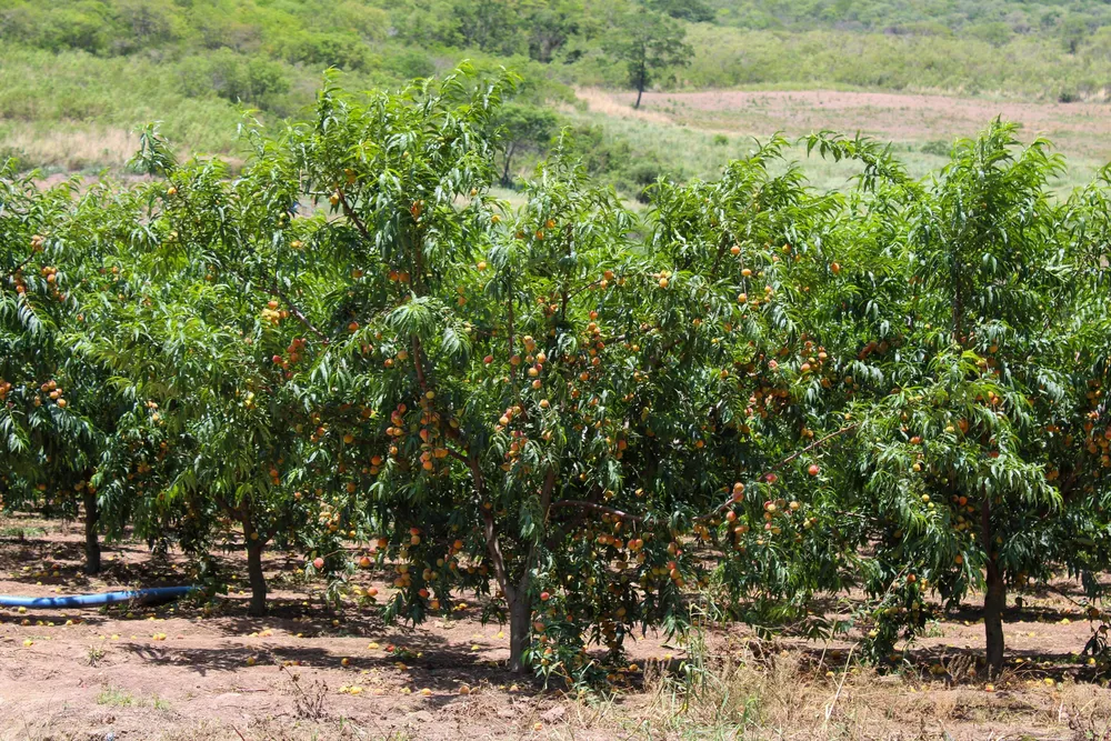 Lanzamiento de Furuida: un fungicida innovador para la protección de cultivos