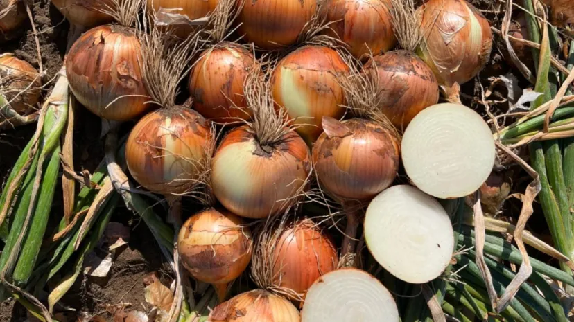Syngenta lance deux nouvelles variétés d'oignons pour le marché nord-américain