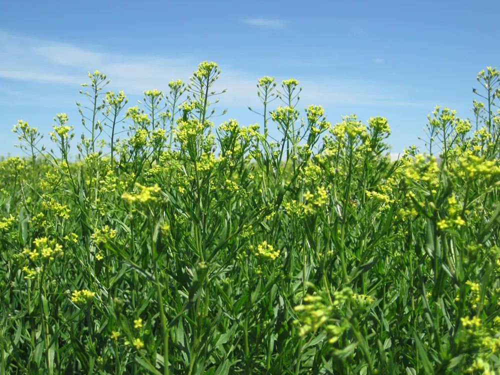Biocombustibles: Bayer y BP forman alianza para industrializar la camelina como cultivo intermedio bajo en carbono