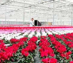 Schoneveld Breeding y De Groot en Slot se asocian para acelerar la innovación varietal