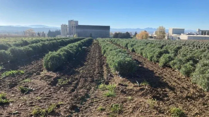 Caoutchouc natural: Arterris y GuaTecs avanzan hacia la industrialización