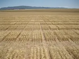 Australie: consultation sur les modifications des réglementations en technologie génétique