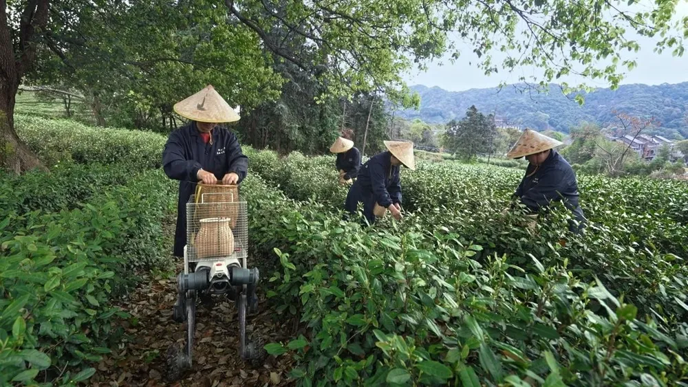 Deployment of Robots for Transporting Tea Leaves in China