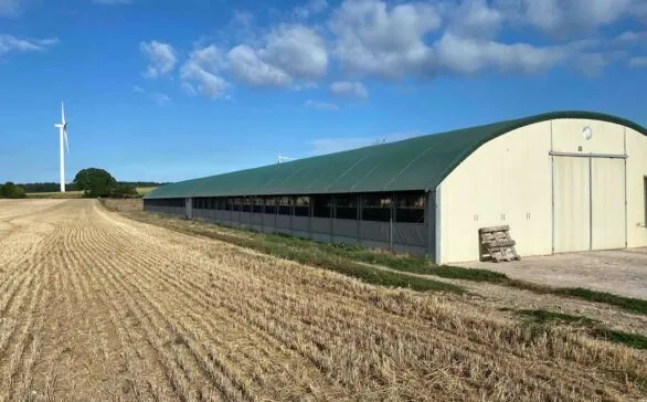 El sector avícola francés enfrenta la reticencia pública: el 53% se opone a la instalación de gallineros