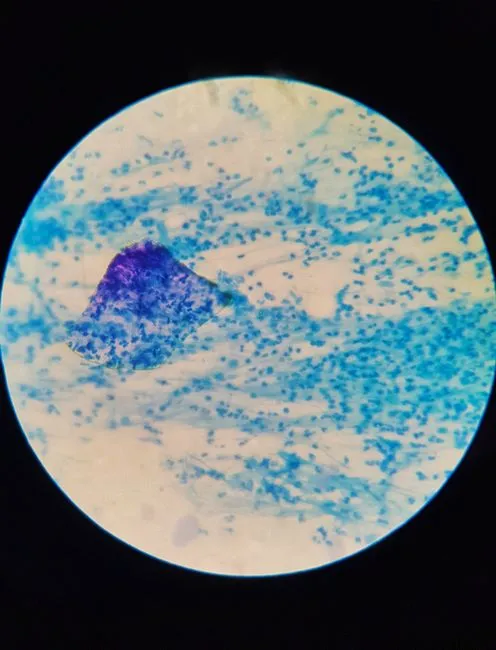 Gros plan extrême d'organismes microscopiques aux couleurs vives sous microscope, mettant en valeur les structures biologiques.
