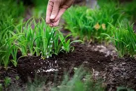 The European Union Imported Nearly 900 Million Euros of Phosphorus from Russia in 2025