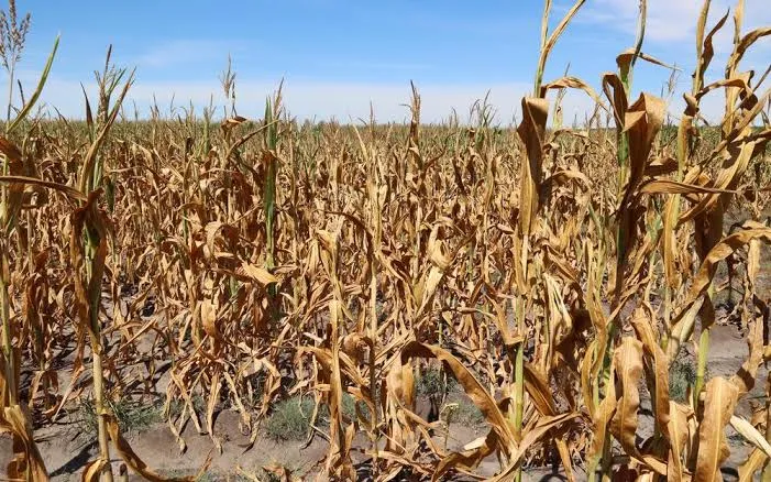Sequía: La producción de maíz en Francia alcanza un mínimo histórico