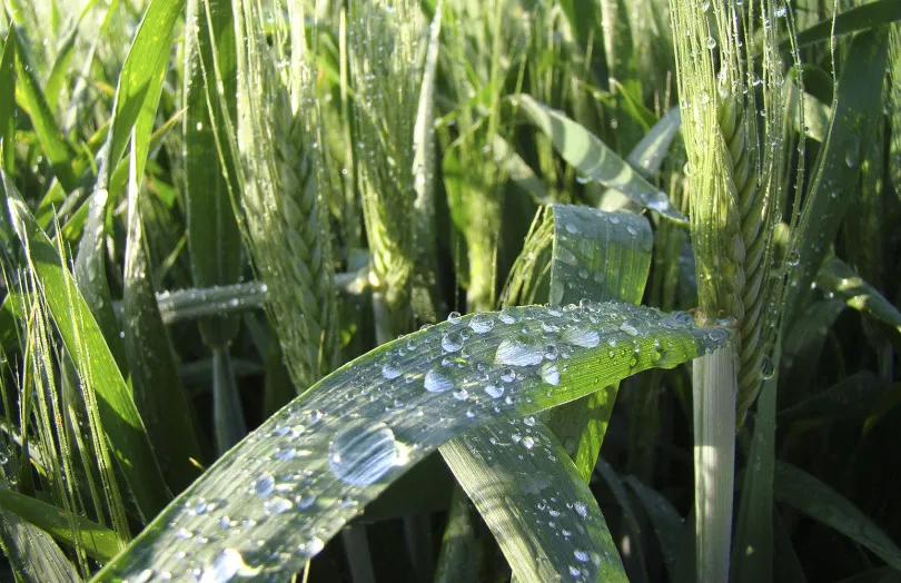 Trigo blando y trigo duro: gestión del riesgo de fusariosis y estrategias de protección ante desafíos sanitarios y climáticos
