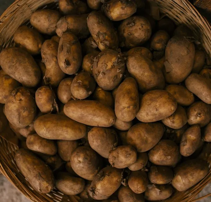 Vue rapprochée de pommes de terre biologiques fraîchement récoltées empilées dans un panier tissé.