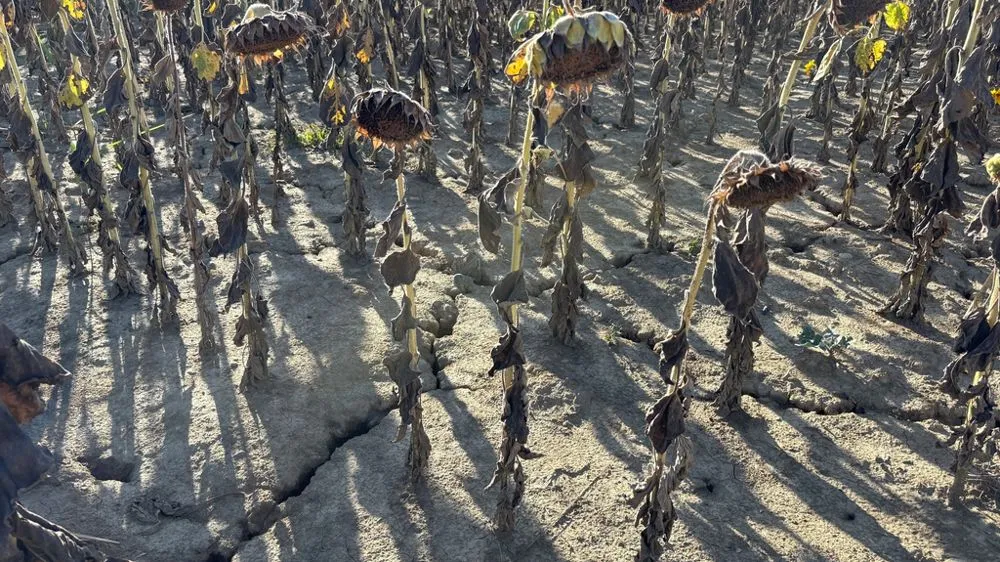 Sunflower Resilience Under Water Stress: A Challenge to Overcome