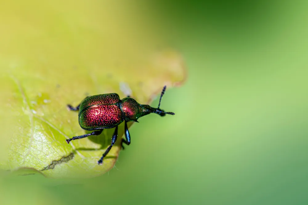El RNAi Podría Aumentar la Eficacia de los Bioinsecticidas Virales Contra Plagas