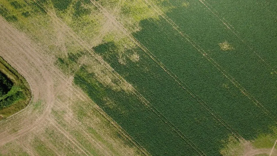 Vue par drone des vastes champs agricoles verts dans le centre du Bedfordshire, en Angleterre.