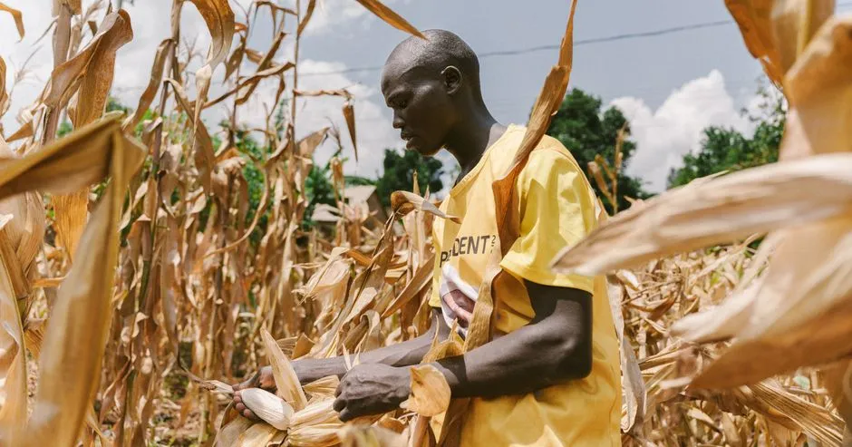 Un agriculteur en chemise jaune récoltant du maïs dans un champ ensoleillé à Kampala, Ouganda.
