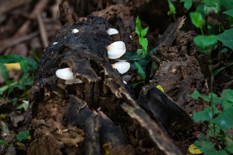 Des champignons blancs poussent sur une bûche pourrie entourée de plantes vertes vibrantes dans une forêt.