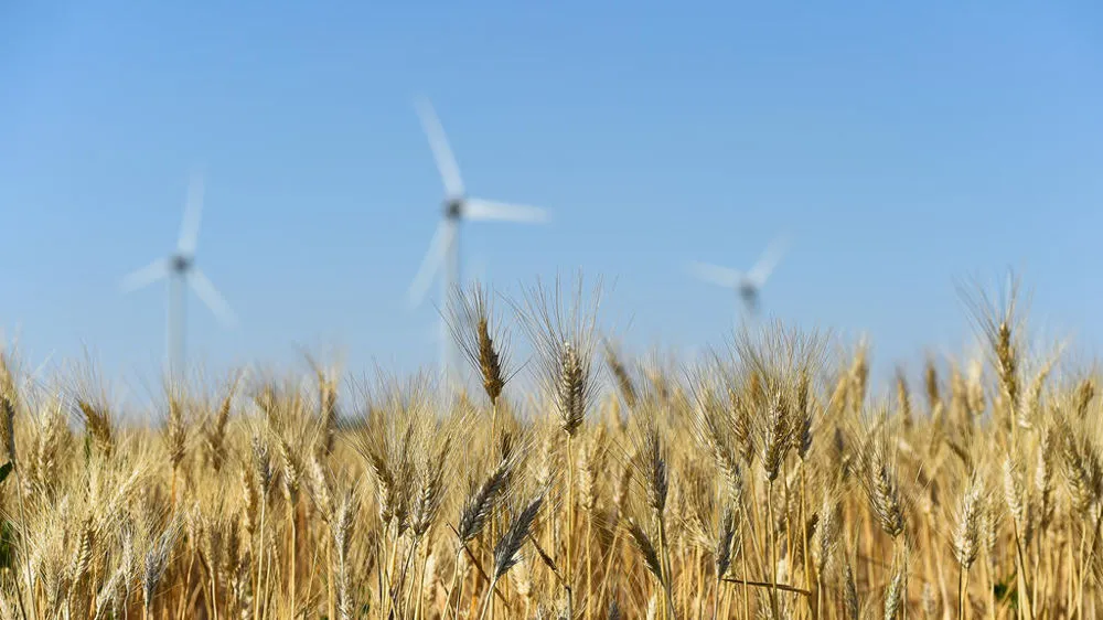 Trigo Duro 2025-2026: Precios en Caída Libre en un Mercado Abundante