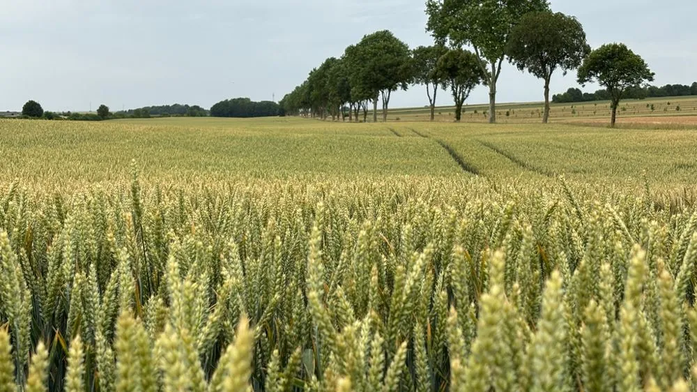 Impacto de la ola de calor en los rendimientos agrícolas en Europa