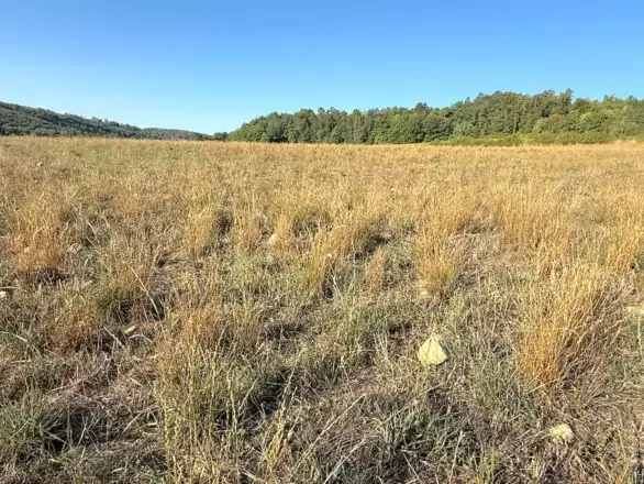 Tierra en reposo: Una estrategia económica cuestionada por Arvalis