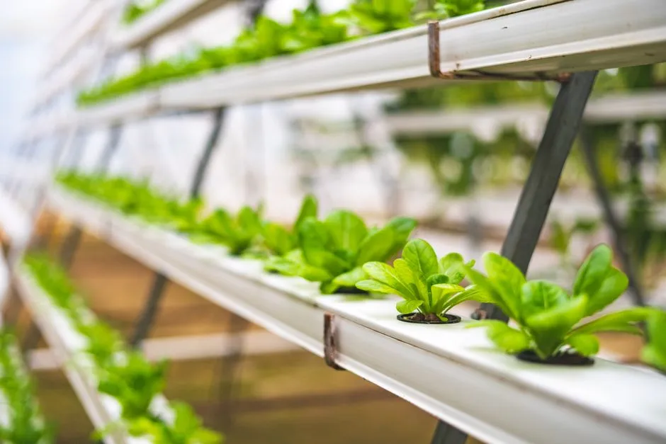 Gros plan de plants de laitue hydroponique poussant dans une serre en Inde.