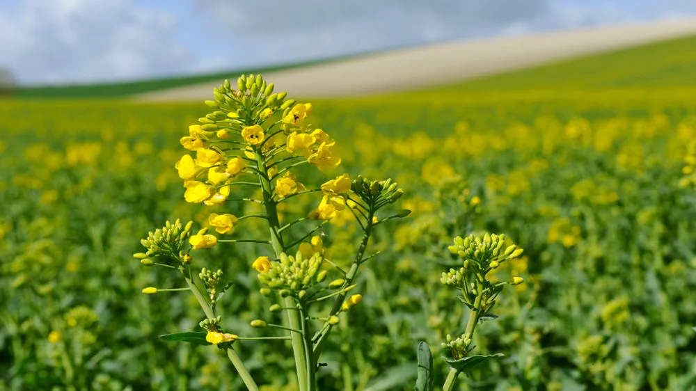 Prévisions 2035 : le colza fragilisé par les biocarburants, le tournesol soutenu par l’alimentaire