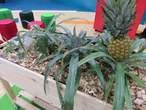 Cultivar piñas en Francia: la apuesta innovadora del CTIFL
