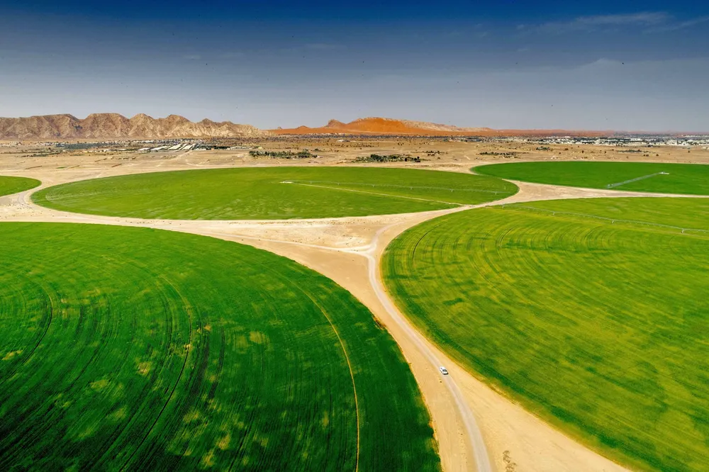 Agricultura en Entornos Ásperos: Emiratos Anuncian Nueva Generación de Trigo Alto en Proteínas